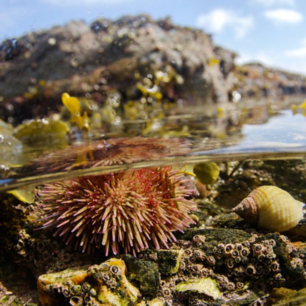 Sea Urchin pendant set- on .925 adjustable chain AND EARRINGS! - Picture 6 of 13